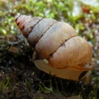 diplommatina electa (photo liew)