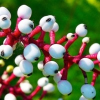 Doll’s Eye ( White Banberry)