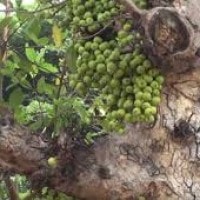 Pohon Ara