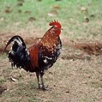 Ayam hutan Merah