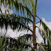 Rotan badak atau bubuay