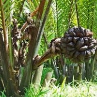 Nipah
