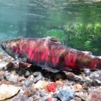 Ikan Salmon  (Oncorhynchus masou)