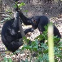 Bonobo atau simpanse