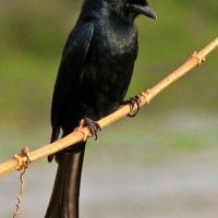 Srigunting Hitam