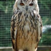 Burung Hantu Mengalami Rabun Dekat