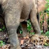 Kisah pilu Fenomena Jerat di Indonesia