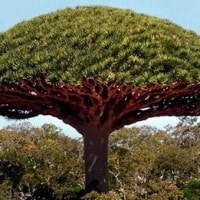 Pohon Darah Naga
