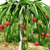 Naga, Pitaya, Dragon Fruit (Inggris)