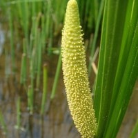 Dringo,Jeurunger (Aceh)