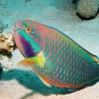 Ikan Kakatua