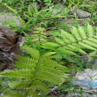 paku Dryopteris crassirizhoma