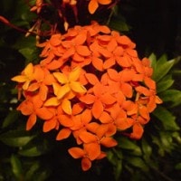 Kambang Asoka