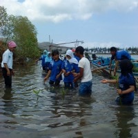 Tanaman Bakau