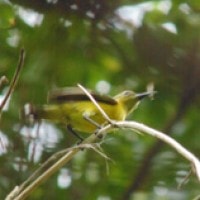 Burung-madu Sriganti