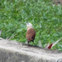 Burung bondol haji (Lonchura maja)