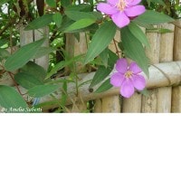 Daun penawar Pahit