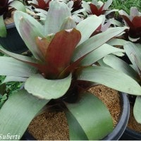 Richard Lyons Nursery, Inc.