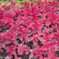 Daun Tanaman Hias Berwarna Merah