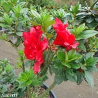 Tanaman hias Azalea, family Ericaceae