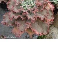 Echeveria blue curls