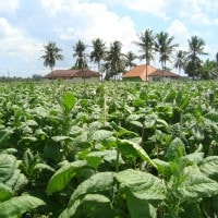 Tembakau