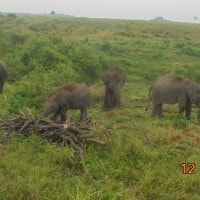 Liman/Gajah Sumatera