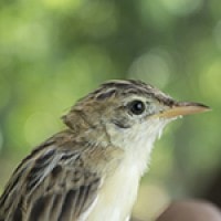 Cici Padi (Zitting Cisticola)
