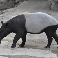 Tapir Asia