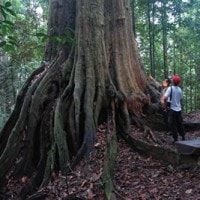 Cengal