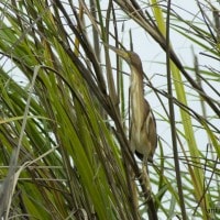 Bambangan Kuning | Yellow Bittern
