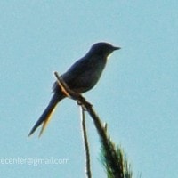 Cucak Koreng Jawa