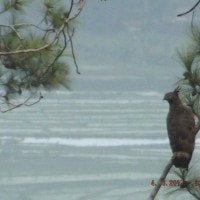 Elang Sikep Madu Asia hanya ada di Pulau Jawa