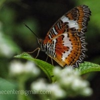 kupu cantik dari hutan