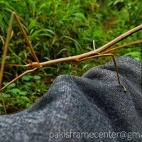 Belalang Ranting/Mantis Ranting
