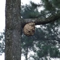 Sarang Lebah Hutan Pinus