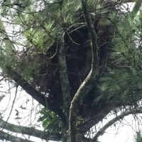 Sarang Burung Elang Hitam