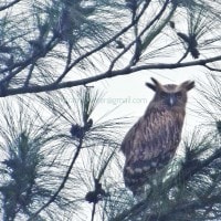 Burung Hantu/Buek