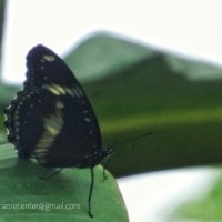 Kupu-kupu Hitam Batik Putih