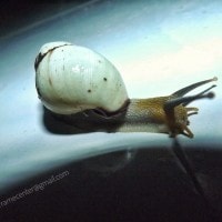 Siput Darat, Keong, Pompong