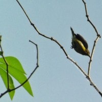 Burung Madu Kelapa