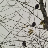 Burung Gereja/Emprit Hutan