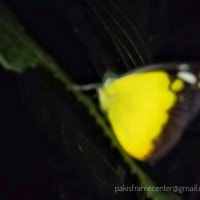 Kupu-kupu Hitam Corak Kuning