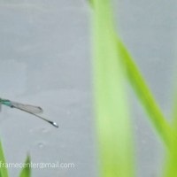 Capung Jarum Ekor Biru