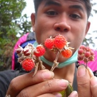 Berry Gunung