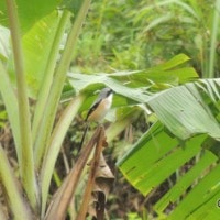 bentet kelabu