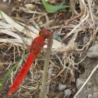 capung scarlet skimmer