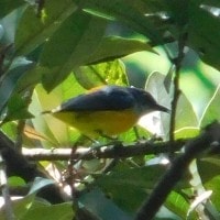 Cabai Bunga-api (Orange-bellied Flowerpecker)