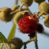 Raspberry