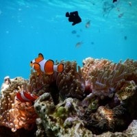 Clownfish